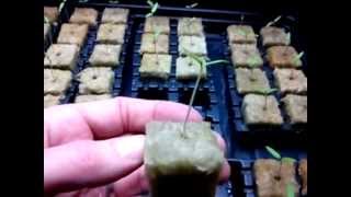 Tomato Seed Germination In Rockwool [upl. by Farris33]