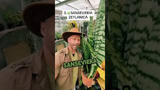 Rośliny domowe bez podlewania które wybrać🔥😱 kolekcjonerskie garden kwiatydomowe sansevieria [upl. by Hinckley]