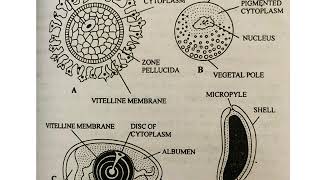 TYPES OF EGGS MICROLECITHAL OR ALECITHAL MESOLECITHAL POLYLECITHAL OR MACROLECITHAL [upl. by Ahteres892]