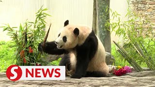 South Koreaborn panda Fu Bao makes first public appearance in China [upl. by Neelloj]