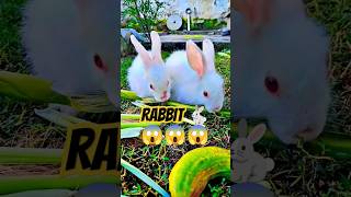 Rabbit 🐇😱😱😱 cute trending youtubeshorts shortvideo photography explorepage Hardoi mini zoo [upl. by Eelyahs760]