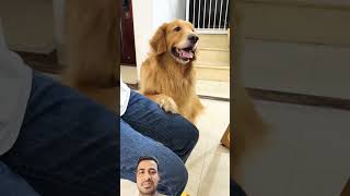 funny dog pets cute food chaddimancomedy newsong goldenretriever chaddiman newmusic [upl. by Nnylyaj710]