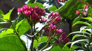 Beautiful Flower  Clerodendrum splendens  Flaming Glorybower [upl. by Ambrogino]