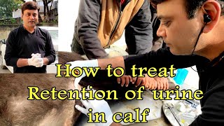 Retention of urine in Buffalo calf and its treatment by Dr Anil Sharma [upl. by Follansbee517]