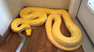 Reticulated Python handling in defense mode zulu [upl. by Pain]