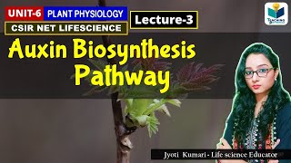 AUXIN BIOSYNTHESIS  PHYTOHORMONE PART3 CSIR NET PLANT BIOLOGY [upl. by Sams]