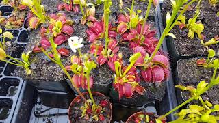 The Ultimate Venus Flytrap Care And Info Guide [upl. by Leonid]