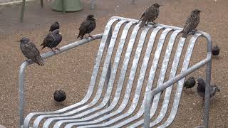 Starlings waiting for a table [upl. by Ellesij895]