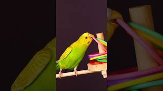 Budgie Handling Hoops 🧐🤣 budgies [upl. by Chien916]