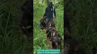 Lets help baby chimpanzees return to the forest shorts chimpanzee apes limbani monkey [upl. by Stephens360]