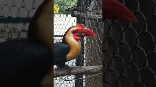 Helmeted Hornbill The Rare RedCrowned Bird of Southeast Asia Facing Extinction [upl. by Merrily387]