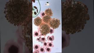 Understanding ChemotherapyTreatment Benefits amp Side Effects। Manish Shrivastava। StudyIQ IAS Hindi [upl. by Ober861]