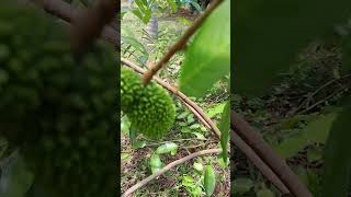 Pulasan fruit shortvideos youtube [upl. by Roxine]