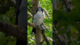 Butcherbird Sound  Call  Song Bird [upl. by Osborn668]