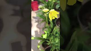 Yellow orchid flower orchidcollection orchidflower orchidworld groundorchid shorts mygarden [upl. by Okime]