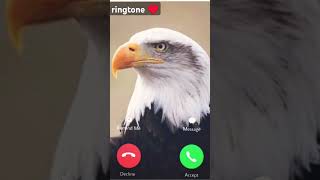 eagle 🦅 ringtone ringtone music remix ringtones nocopyright [upl. by Nohtiek24]