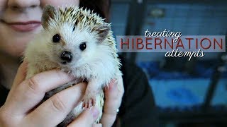 Hedgehog Care Hibernation amp How to Treat It [upl. by Eilra]