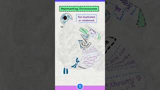 Definition of Chromatin Chromosome and Chromatid [upl. by Eceeryt]