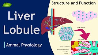 Liver Lobule  Structure  Function  Animation  Animal Physiology  Basic Science Series [upl. by Becki]