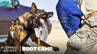 How Military Dogs Are Trained  Boot Camp  Business Insider [upl. by Steere]