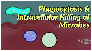 Phagocytosis and Intracellular killing of Microbes immunology microbiology physiology [upl. by Elimay]