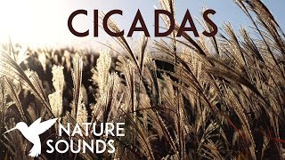 10 HOURS of Cicadas Sounds  Summer Nature Sounds in Japan  Sleep Study Meditation amp Yoga [upl. by Azeria]