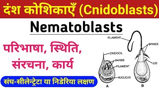 Cnidoblasts or Nematoblasts  Nematoblasts structure and function  दंश कोशिकाएँ सीलेन्ट्रेटा संघ [upl. by Siryt]