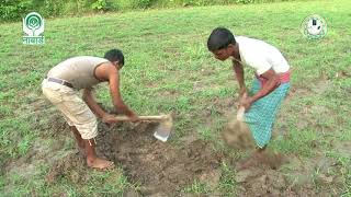 Methods of Mango plantation आम के पौधे लगाने की विधि [upl. by Aeslehc798]