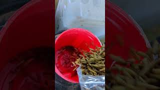 Feeding Black Soldier Fly Larvae To The Chickens [upl. by Gerome781]