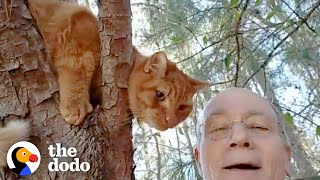 Retired Guy Rescues Over 700 Cats From Trees  The Dodo Heroes [upl. by Vernier]