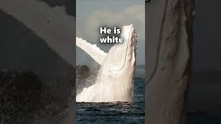 Migaloo The Albino Humpback whale [upl. by Piegari458]