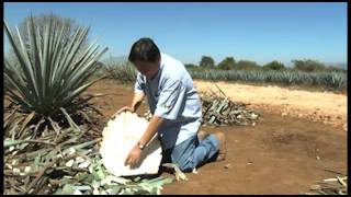 Campo Abierto  Características del Agave Tequilana Weber Variedad Azul [upl. by Noyes493]