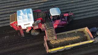 Melton ConstableNorfolk 2024 Potatoe Harvest [upl. by Andrej]