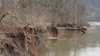 Ancient Shagbark Hickory Taken By The River [upl. by Laius]