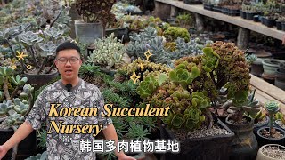 Korean Succulent Nursery Tour 探访韩国的多肉植物基地法师多肉大老桩太震撼Succulent in Summer [upl. by Nilam]