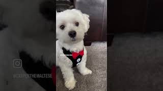 Dear diary…📔shorts youtubeshorts casperthedog viraltrendshorts puppytraining [upl. by Nosittam935]