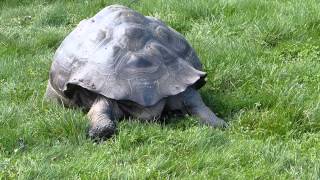 Galapagos Riesenschildkröte Chelonoidis nigra  Galápagos giant tortoise [upl. by Aranaj]