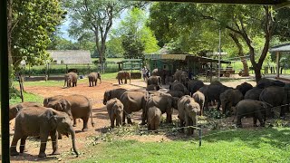 Udawalawe Elephant Transit Home Sri Lanka 🇱🇰 [upl. by Lyndon]