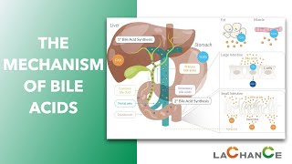 The Mechanism of Bile Acid Action I Bile acids have effect on emulsification digestion absorption [upl. by Zolnay]