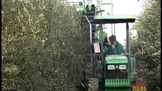 Bari Olive Oil  Mechanical Harvesting Olives [upl. by Silohcin324]