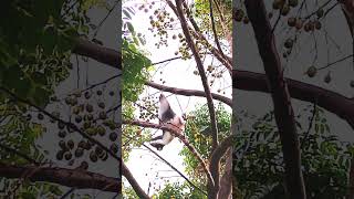 Grey go away bird in wild africanwildlife nature birds autumn birdslover dangerous travel [upl. by Yroger284]