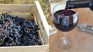 Homemade Italian Wine  How to make wine at home from grapes without yeast and sugar [upl. by Wash972]