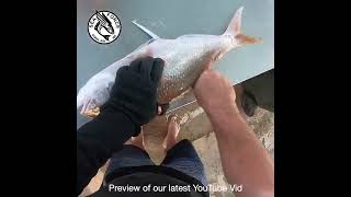 Goldband Snapper Catch Spike Fillet Wing [upl. by Nurav]