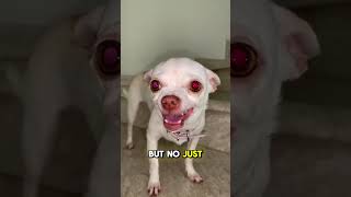 Meet The Chihuahua  Worst Dog Breed [upl. by Ardnasela]