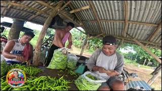 10 BUNDLE SILING PANIGANG AT LABUYO ANG HARVEST NATIN [upl. by Anilat]