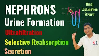 Mechanism of Urine Formation  Structure of Nephron  Life Processes  Excretion  Class 10 Ncert [upl. by Aileno]