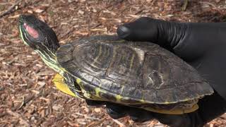 Redeared slider turtles Queensland [upl. by Aleekahs]