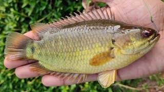 ചെമ്പല്ലി പിടിക്കാൻ ഇനി വെട്ടുകിളി മതി😱😱  Traditional Village fishing Videos  Viral Fishing [upl. by Ottinger570]