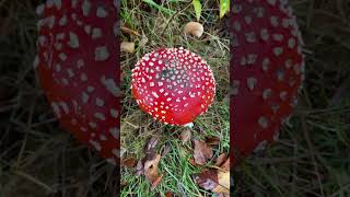 Herfstige paddenstoelen en de herfstige Natuurlijke omgeving [upl. by Harifaz678]