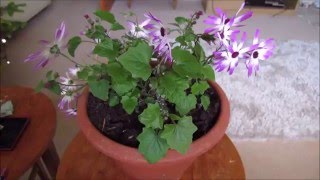 Tidying up Senetti for winter [upl. by Leahcimdivad880]